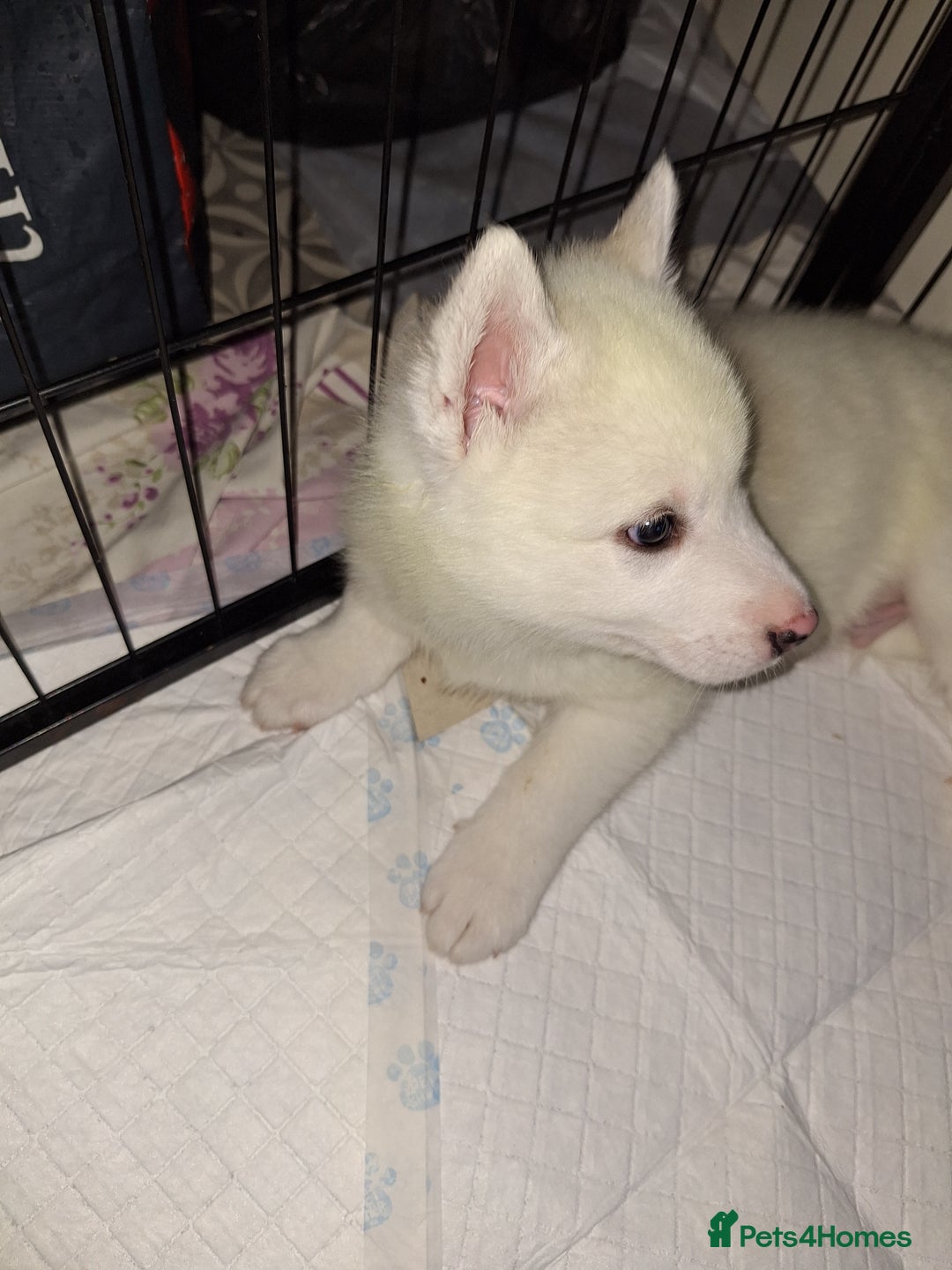 Siberian Husky dogs for sale: 2 beautiful male Siberien Husky Puppies  - Advert 2
