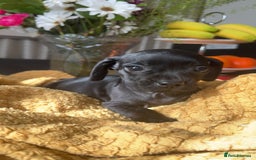 Mixed Breed dogs for sale: Dachshund and French bulldog mix - Image 2