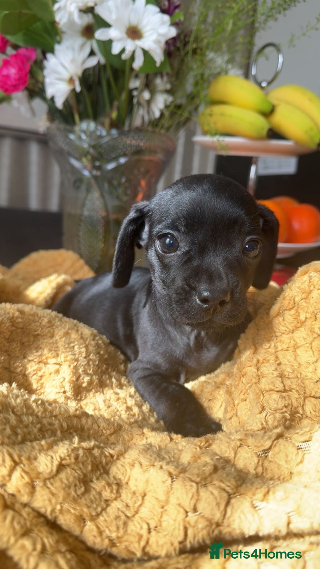 Mixed Breed dogs for sale: Dachshund and French bulldog mix - Image 2