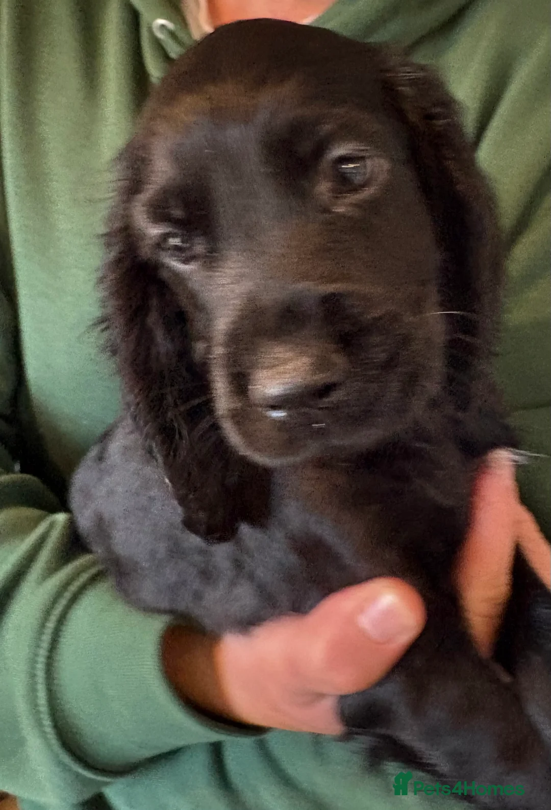 Cocker Spaniel dogs for sale: Beautiful cocker spaniel puppies  - Advert 36