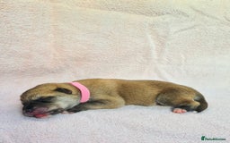 Mixed Breed dogs for sale: Czech Wolfdog × Akita/Malamute Puppies - Image 19