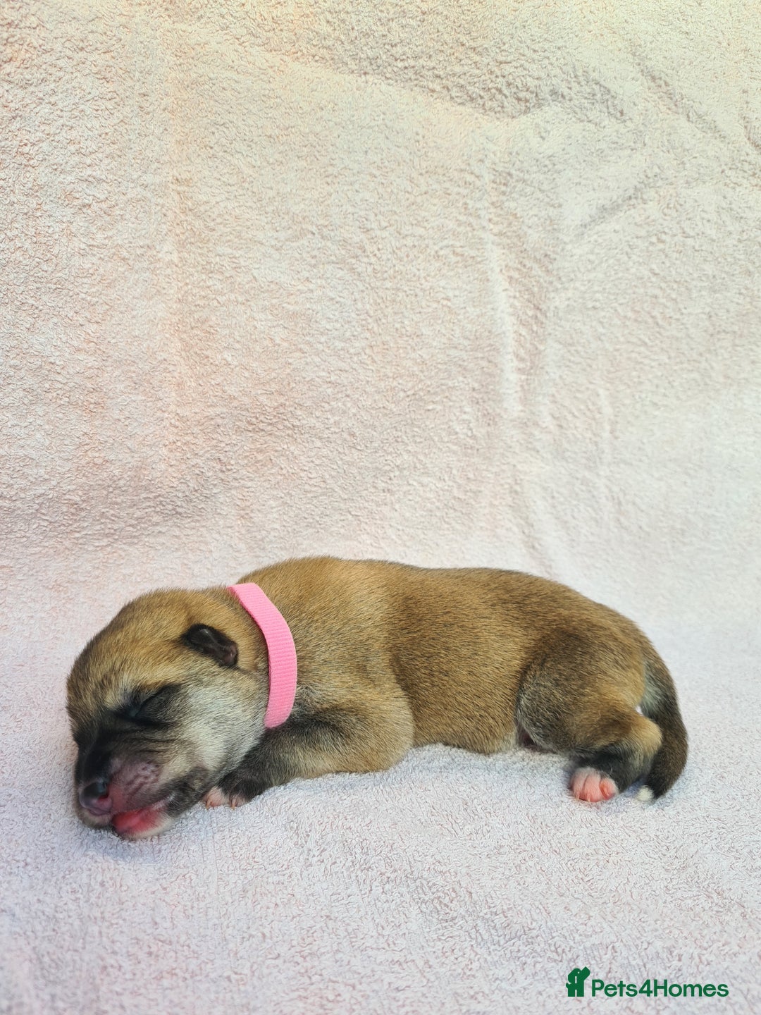 Mixed Breed dogs for sale: Czech Wolfdog × Akita/Malamute Puppies - Image 19