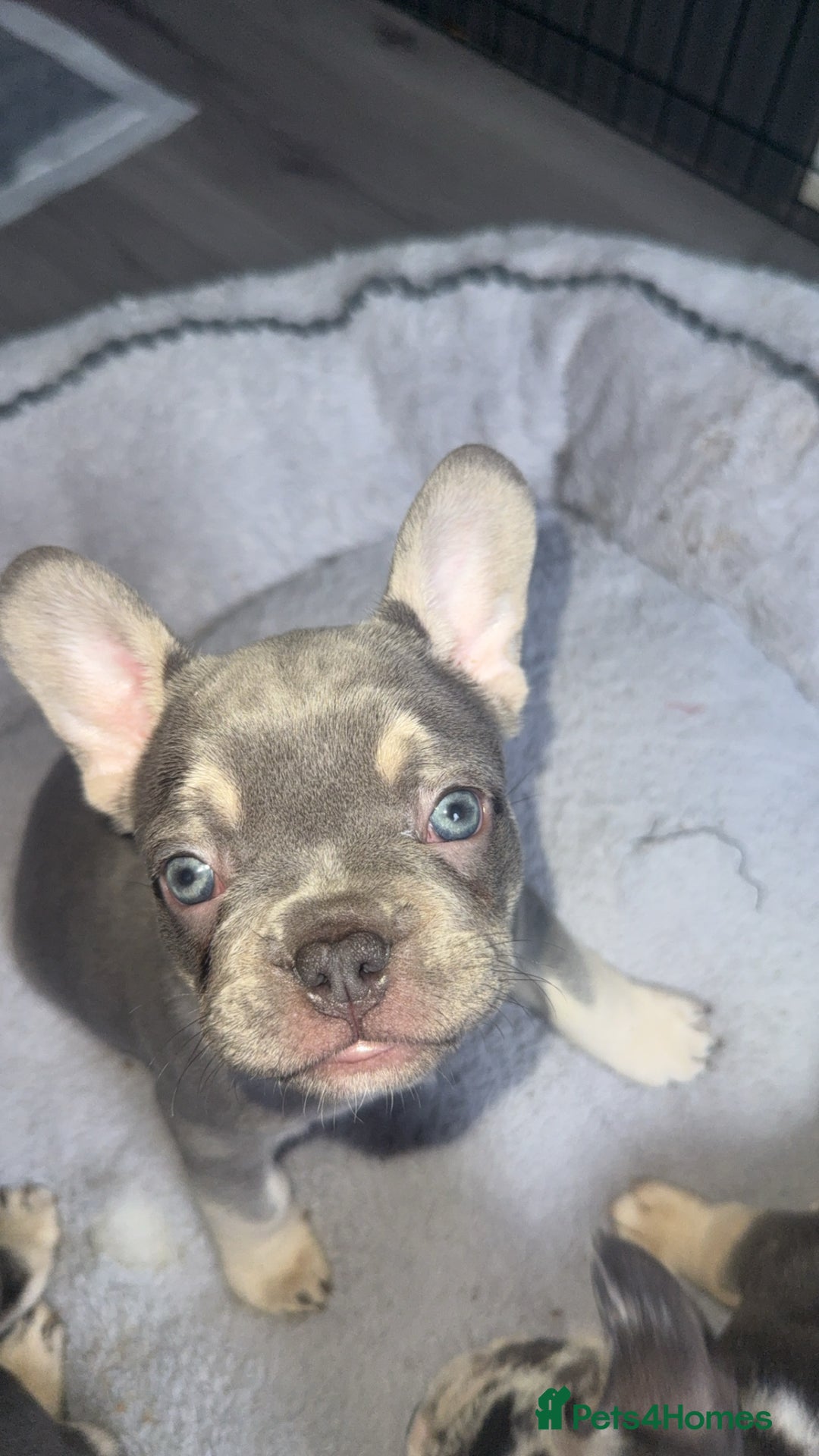 French Bulldog dogs for sale: 🐾Beautiful French Bulldog Puppies🐾 - Advert 3