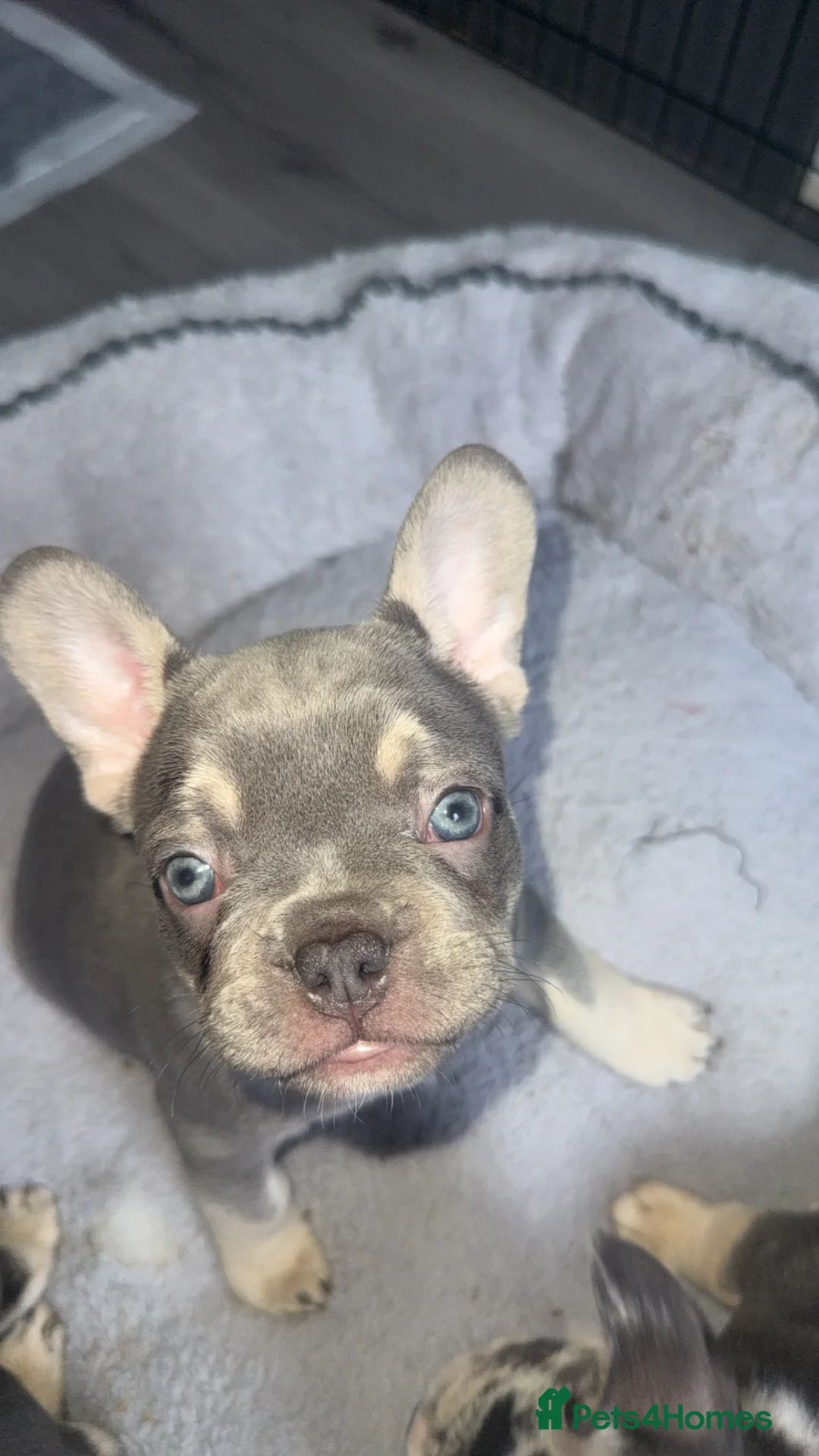 French Bulldog dogs for sale: ✨PRICE DROP!🐾3 Beautiful French Bulldog Puppies🐾 - Advert 10