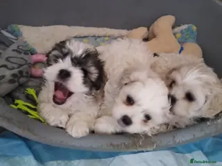 Zuchon dogs Shi chin/zuchon - Advert 4