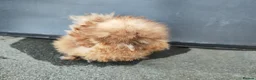 Chickens poultry for sale: USA silkie chicks/ hatching eggs CPQ quails - Advert 21