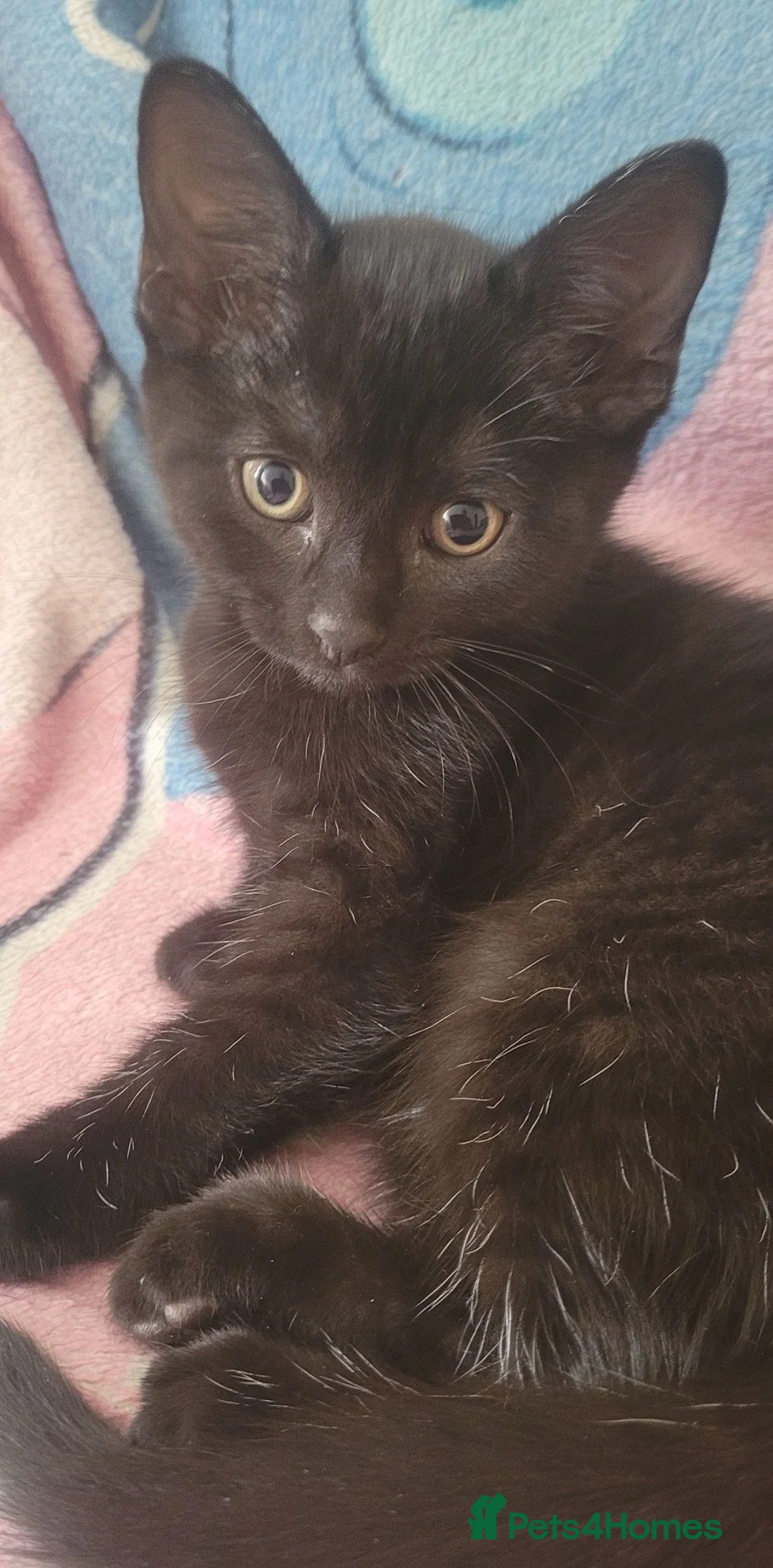 Mixed Breed cats for sale: 3 lovely kittens looking for forever home  in Wishaw - Advert 7