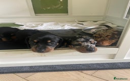 Miniature Dachshund dogs for sale: Ready for new homes Mini Dachshund  - Image 19