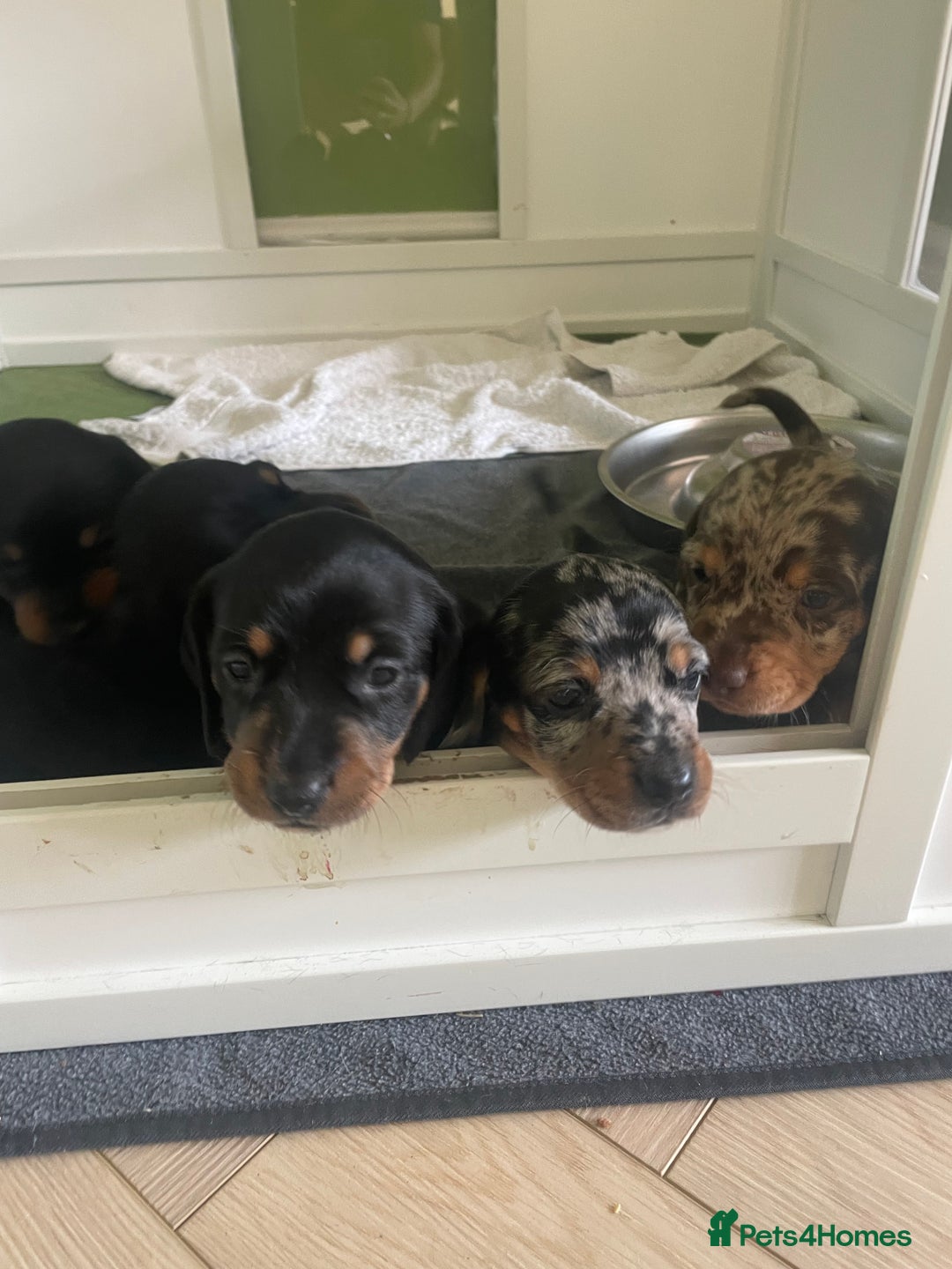 Miniature Dachshund dogs for sale: Ready for new homes Mini Dachshund  - Image 19