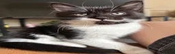Mixed Breed cats for sale: Black and White Fluffy Male Kitten - Advert 17