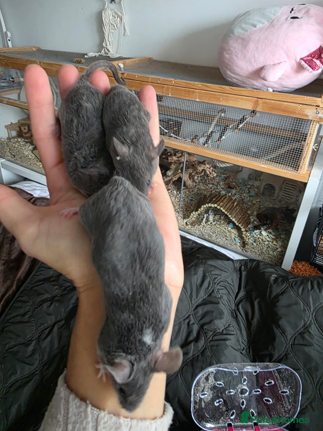 Mouse rodents for sale: 2 boys available  - Advert 10