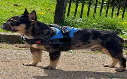 French Bulldog dogs for sale: French bulldog kc registered  - Image 3
