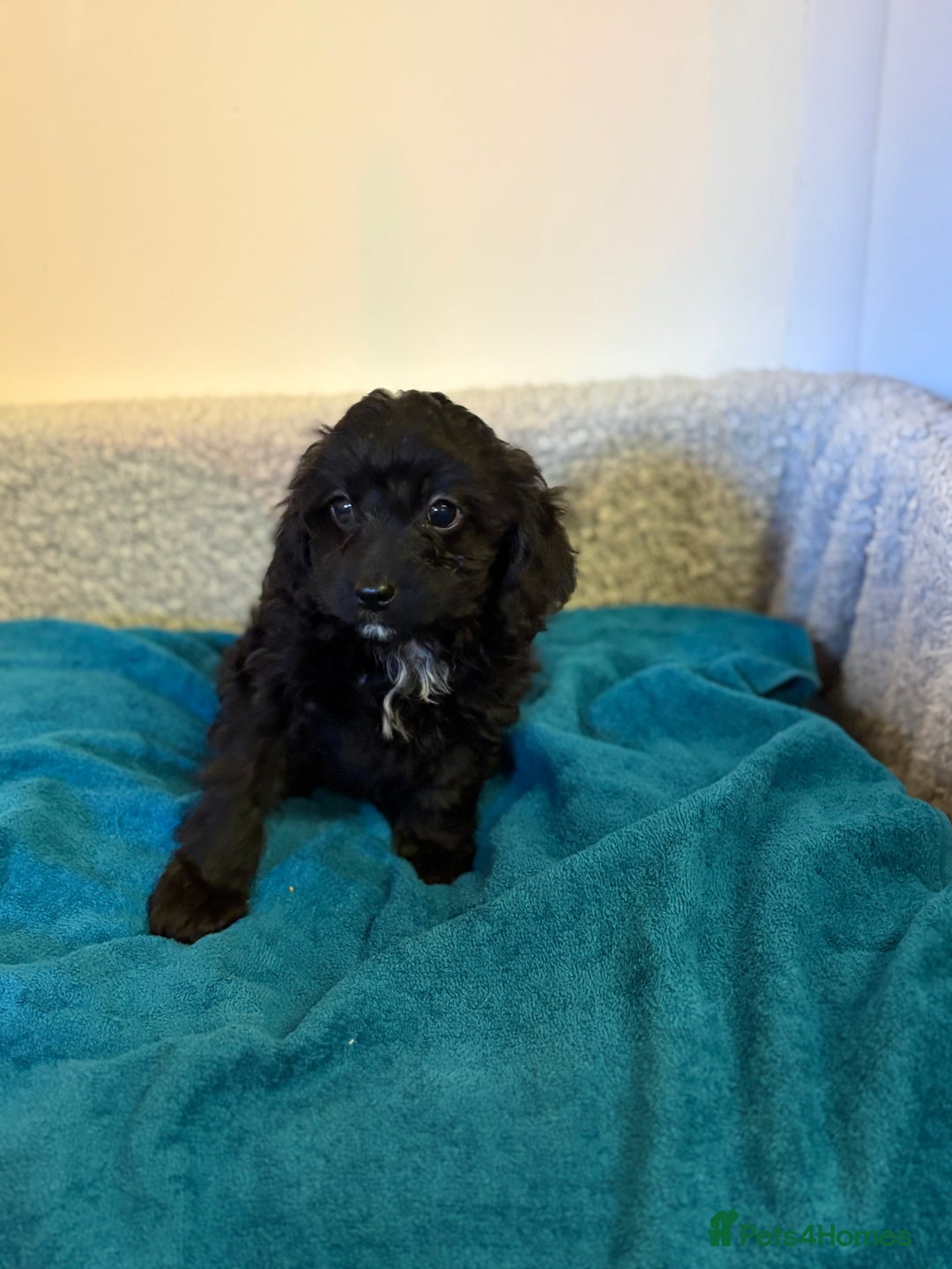 Cavapoo dogs for sale: F1 cavapoo  - Advert 11
