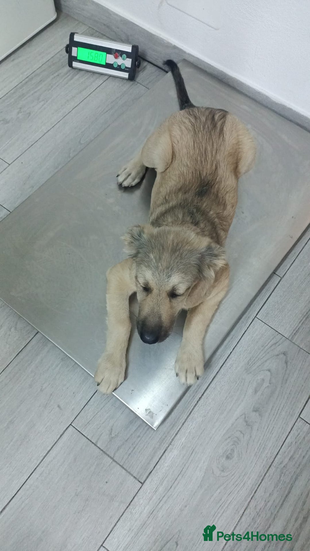 Mixed Breed dogs for adoption: 🐾 WINNIE - a Lovely young Girl, for a Loving Home - Image 20