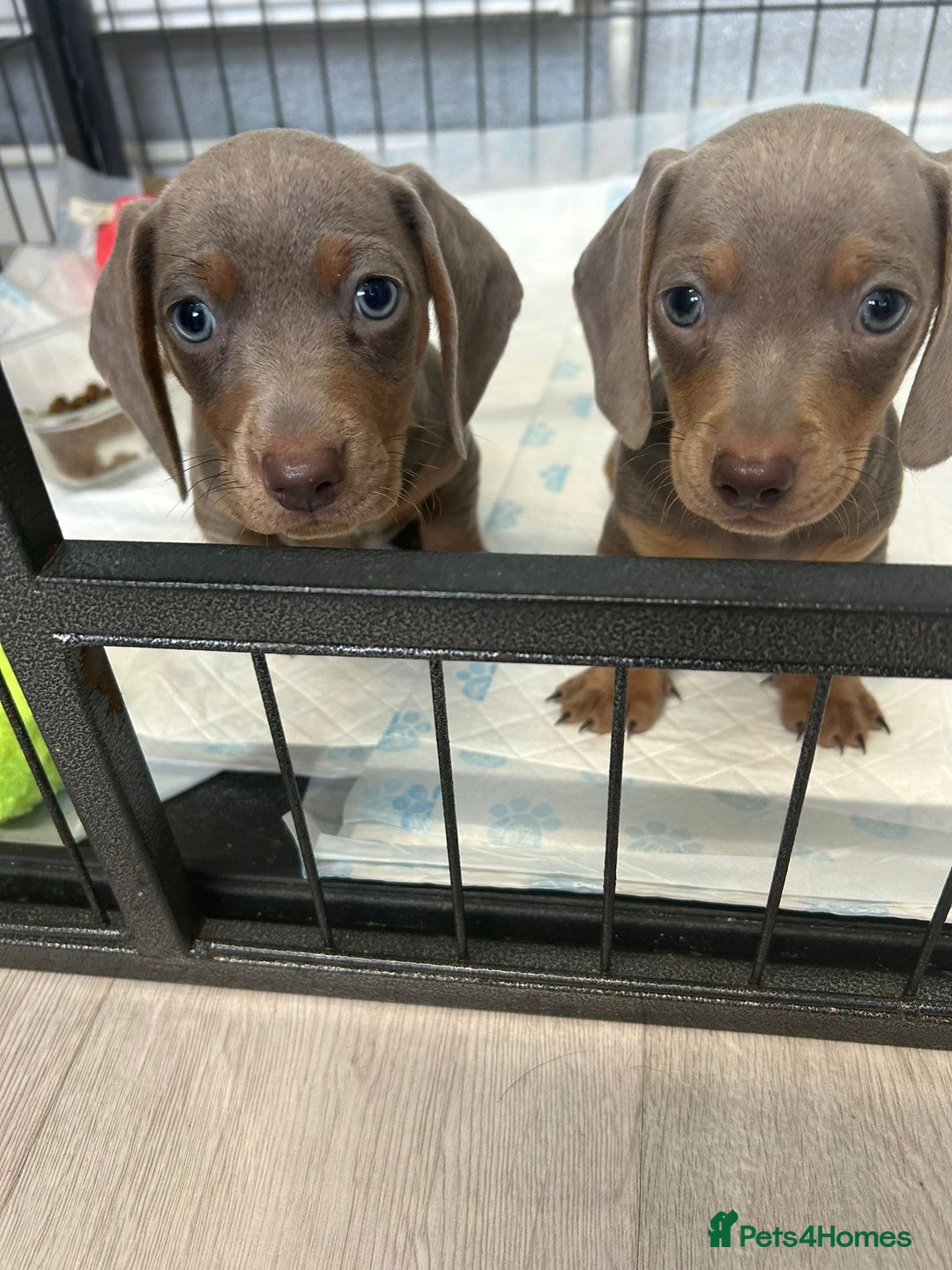 Dachshund dogs for sale: Beautiful miniature dachund puppies  - Image 16