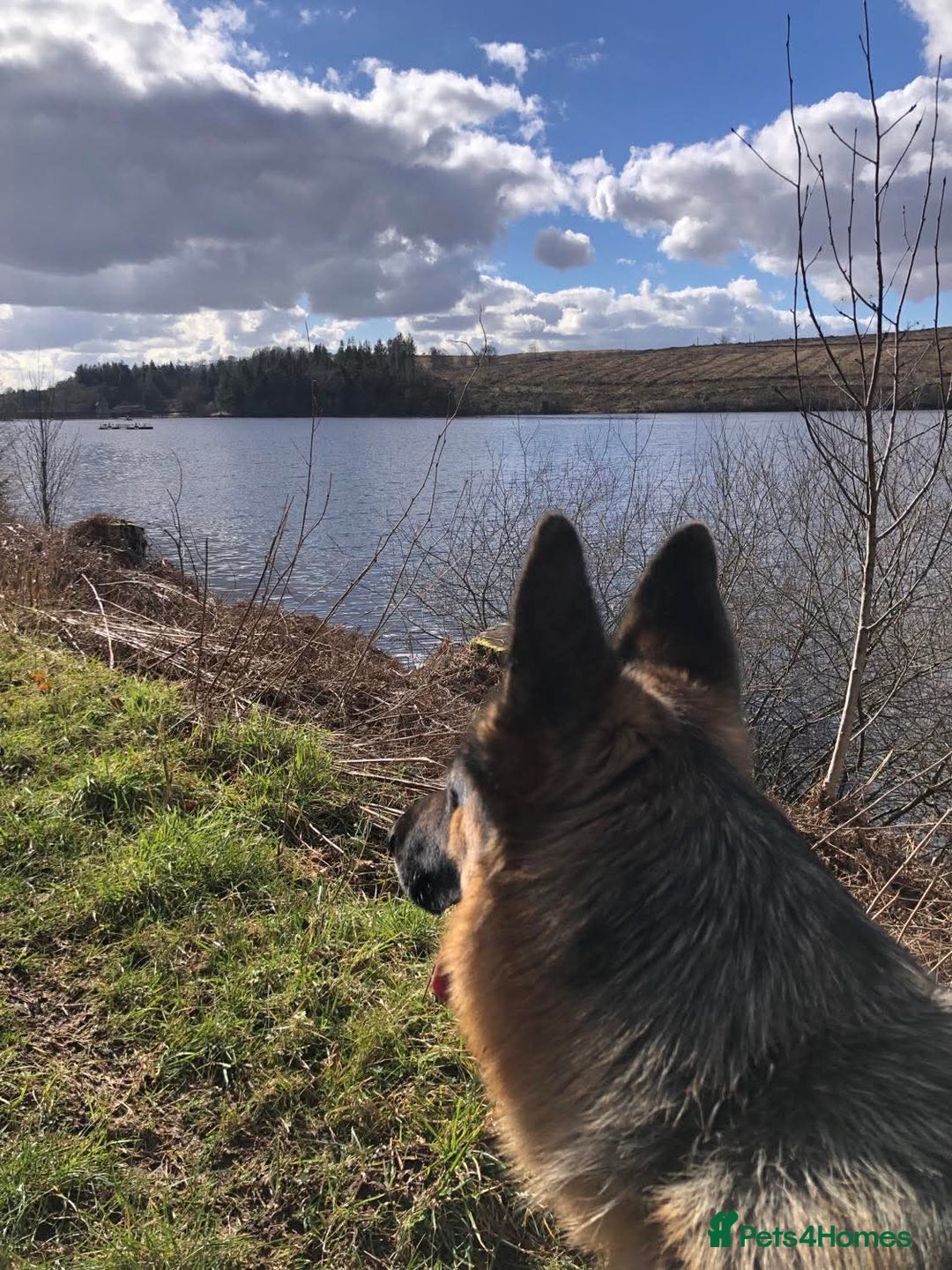 German Shepherd dogs for sale: Beautiful German Shepherd Puppies - Image 5