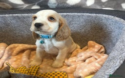 Cocker Spaniel dogs for sale: Show Type and DNA tested Cocker Spaniels. - Image 3