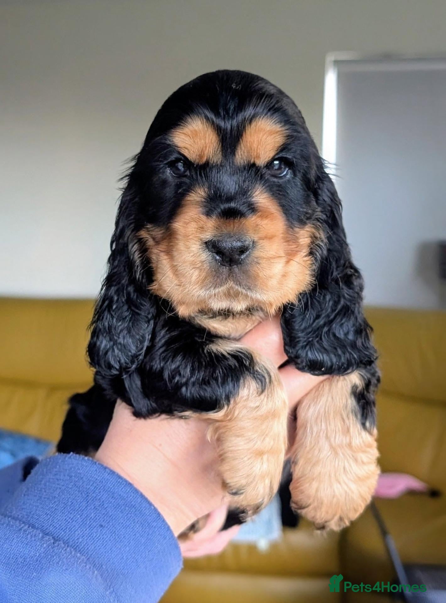 Cocker Spaniel dogs OUTSTANDING ,Pure,KC, Show Type, C/S Puppies - Advert 2