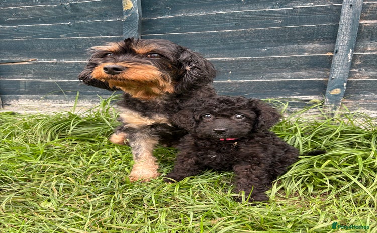 Cavapoo dogs - Advert 3