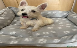 West Highland Terrier dogs for sale: Beautiful west highland terriers puppys - Image 1