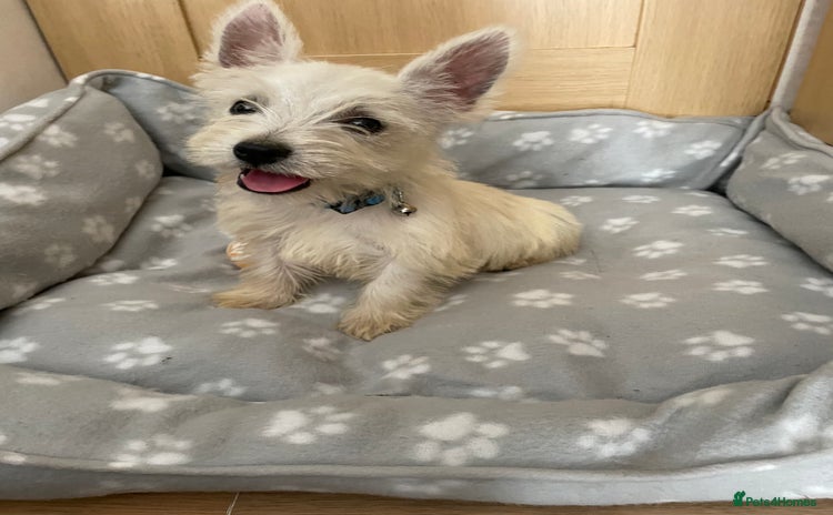 West Highland Terrier dogs - Advert 1