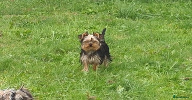 Yorkshire Terrier dogs - Advert 10