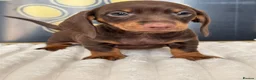 Dachshund dogs for sale: Beautiful Standard Dachshund Puppies - Advert 12