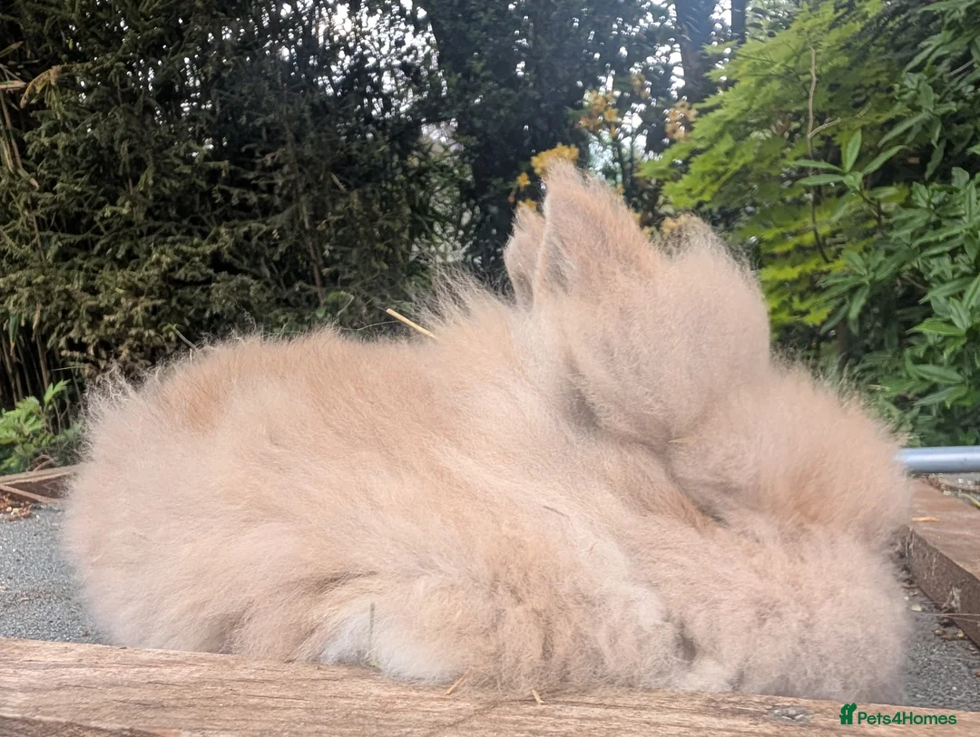 Lionhead rabbits for sale: 2 Male Fluffy Lion head bunnies for sale  - Advert 4