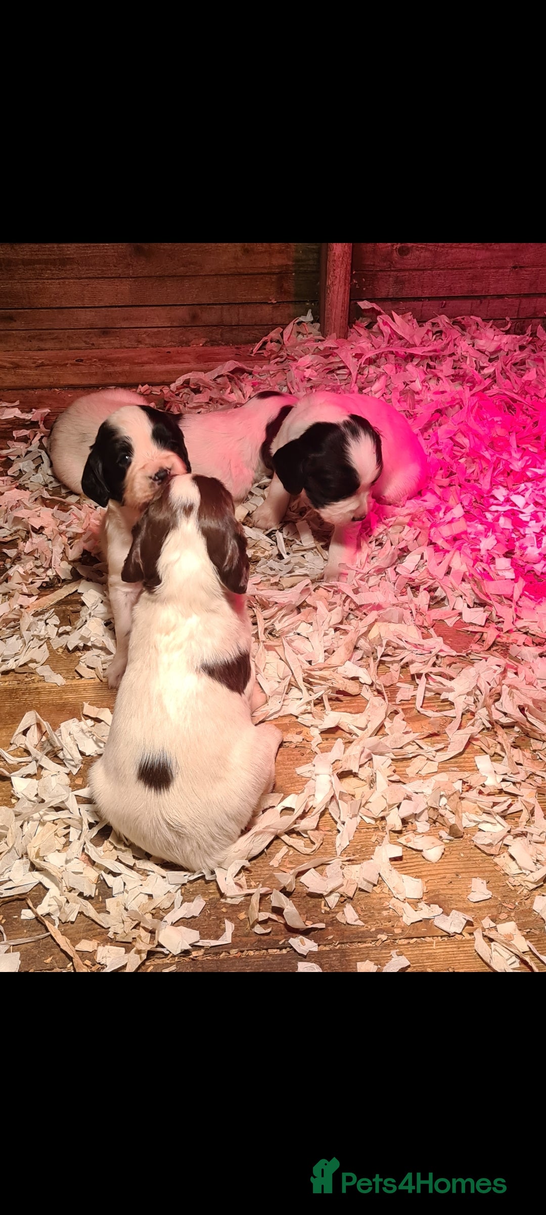 English Springer Spaniel dogs for sale: English springer spaniel pups - Advert 3