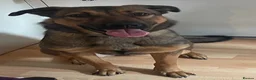 Mixed Breed dogs for sale: Gorgeous Belgian Malinois x for sale £600  - Advert 3