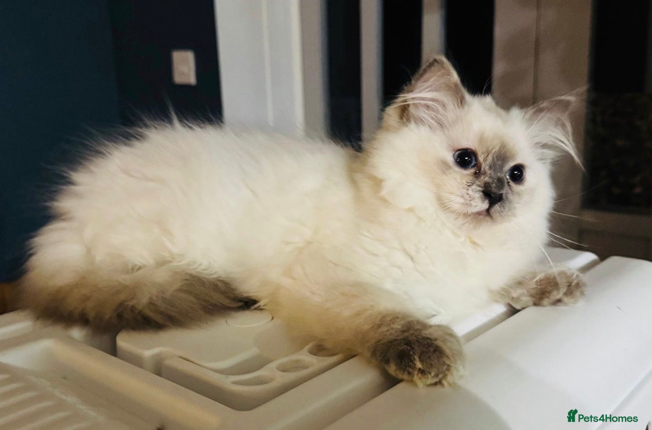 Ragdoll cats Stunning GCCF Ragdoll Kittens  - Advert 1