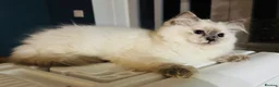 Ragdoll cats for sale: Stunning GCCF Ragdoll Kittens  in Clacton-on-Sea - Advert 1