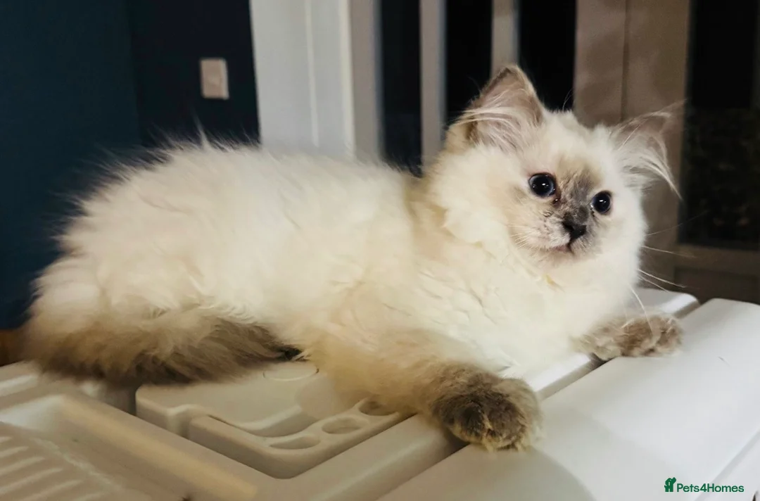 Ragdoll cats for sale: Stunning GCCF Ragdoll Kittens  in Clacton-on-Sea - Advert 1