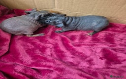 Guinea Pig rodents for sale: Baby Male Skinny Pigs For Sale  - Advert 5