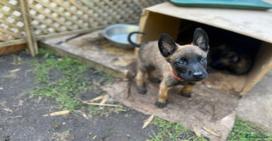 Belgian Shepherd Dog dogs in Esher - Advert 7