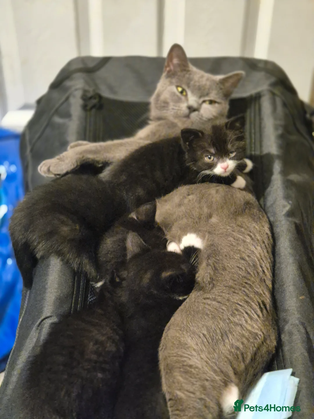 Mixed Breed cats for sale: Exceptional Black & White Kittens - Advert 2