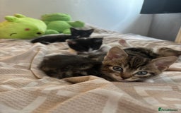 Domestic Shorthair cats for sale: 3 kittens for sale - Image 1