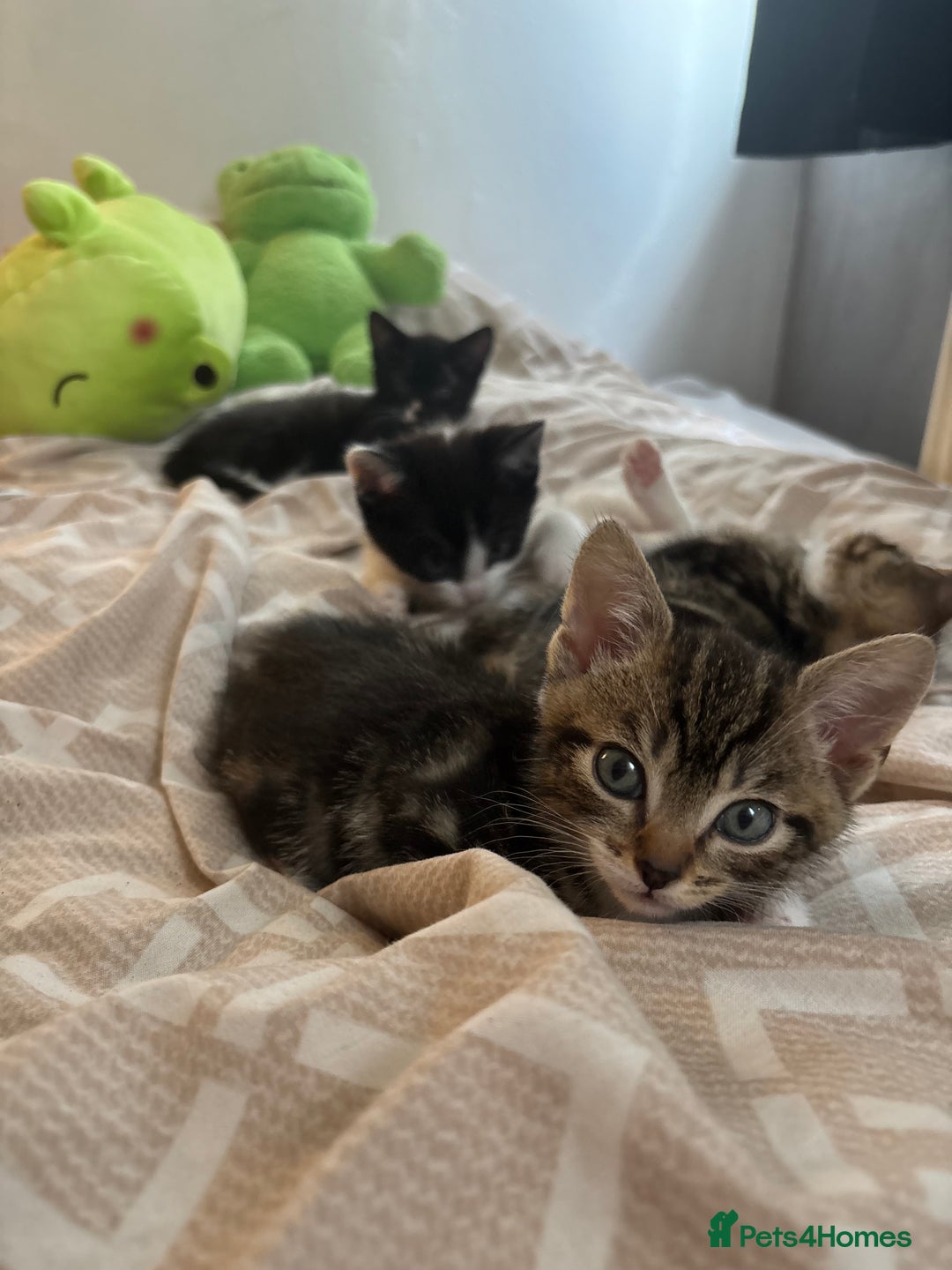 Domestic Shorthair cats for sale: 3 kittens for sale - Image 1