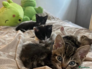 Domestic Shorthair cats - Advert 9