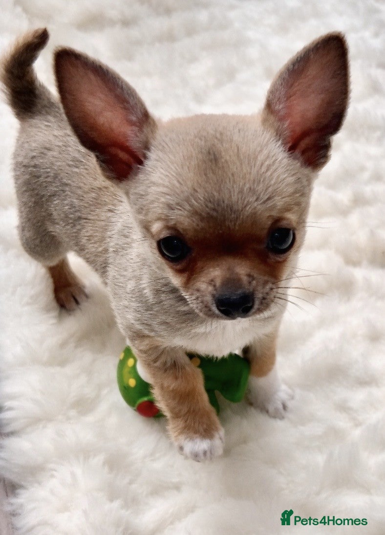 Chihuahua dogs Beautiful KC Chihuahua Pup - Top Show Lines - Advert 1