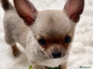 Chihuahua dogs Beautiful KC Chihuahua Pup - Top Show Lines - Advert 1