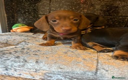 Miniature Dachshund dogs for sale: READY TO LEAVE BLACK/TAN MINIATURE DACHSHUND KC  - Image 10
