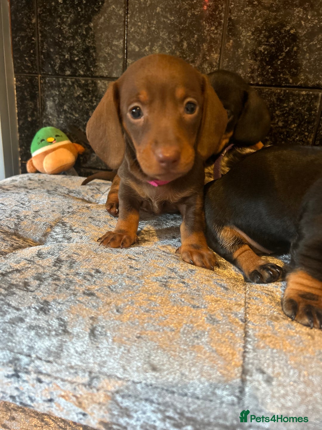 Miniature Dachshund dogs for sale: READY TO LEAVE BLACK/TAN MINIATURE DACHSHUND KC  - Image 10