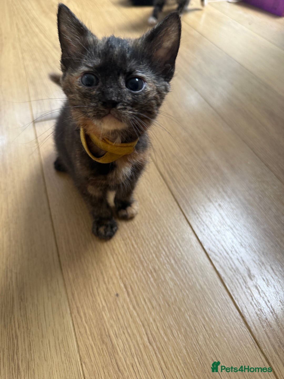 Mixed Breed cats for sale: Mixes breed kittens for sale  - Image 10