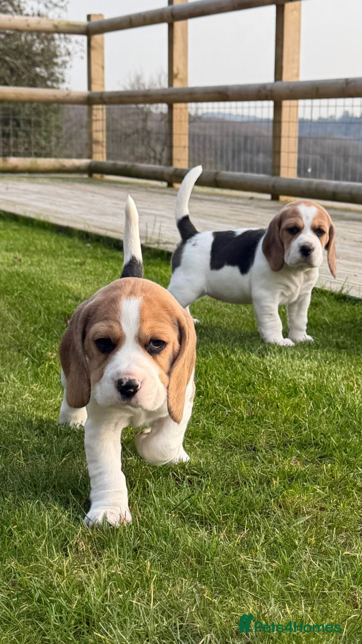 Beagle dogs Absolutely Stunning Puppies (KC reg) - Advert 8