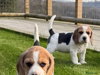 Beagle dogs Absolutely Stunning Puppies (KC reg) - Advert 8