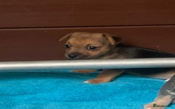 Jack Russell dogs for sale: Exceptional litter of miniature Jack RussellS - Image 8