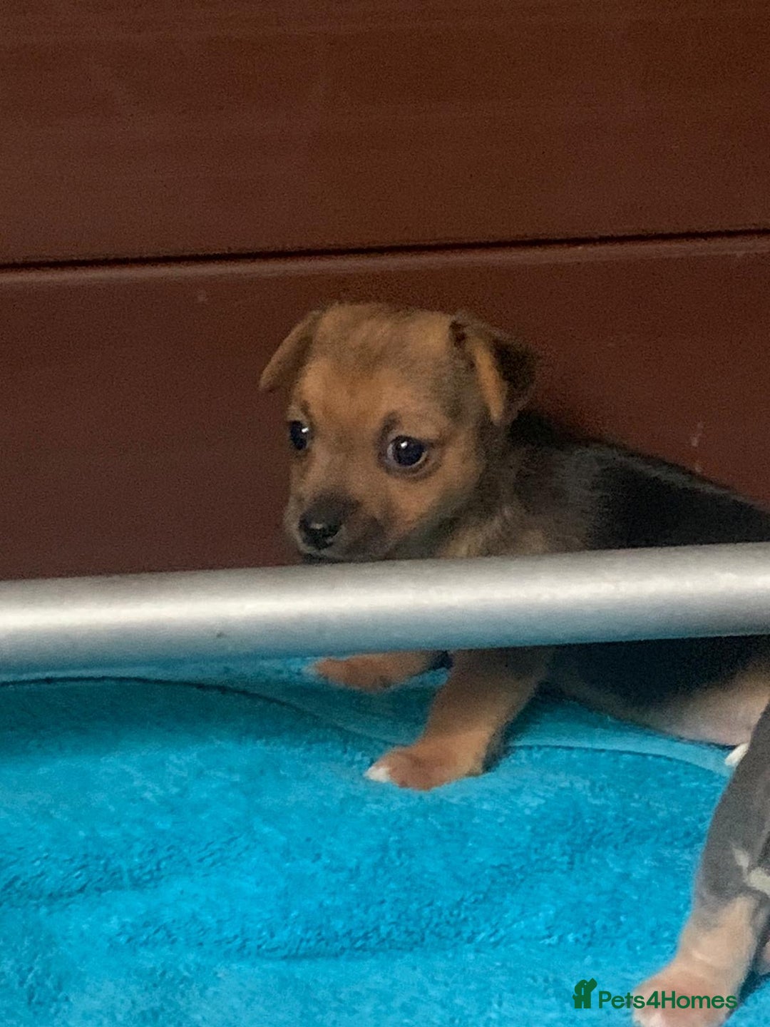 Jack Russell dogs for sale: Exceptional litter of miniature Jack RussellS - Image 8