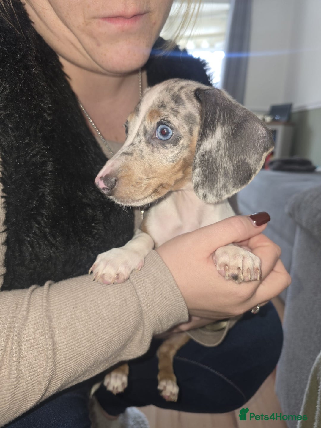 Miniature Dachshund dogs for sale: Miniture Dachshund  - Advert 4