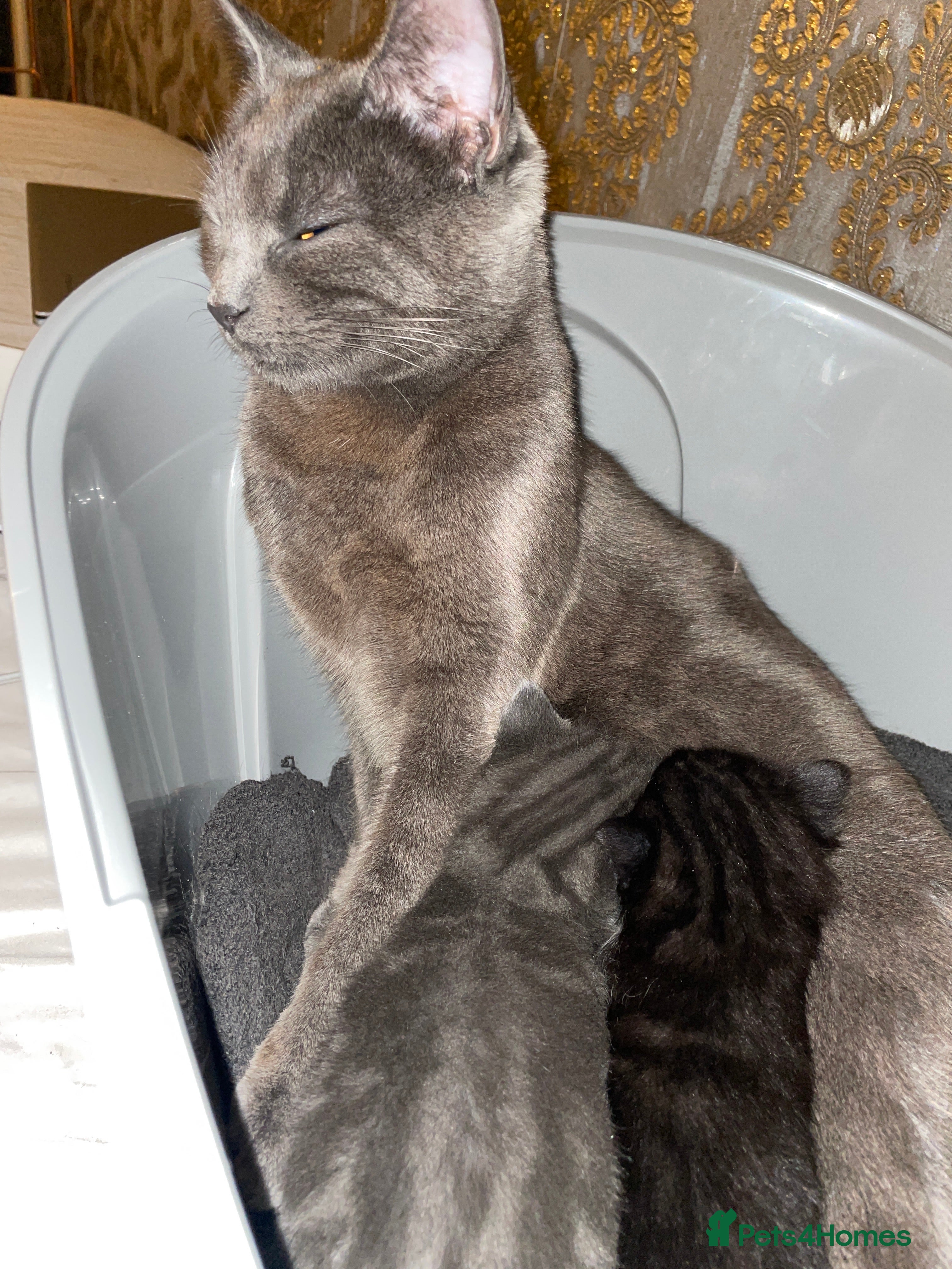 Mixed Breed cats Grey and white / black and what kittens - Advert 1